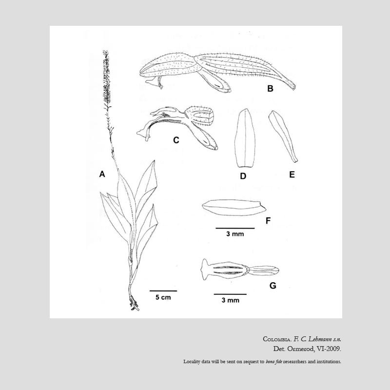 Microchilus aspidogynoides
